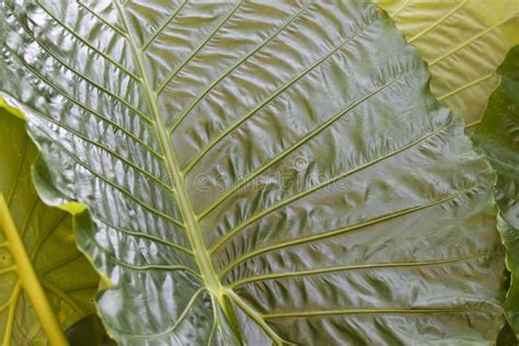 Huge Green Leaves of Various Tropical Plants Stock Image - Image of herb, plant: 111684879