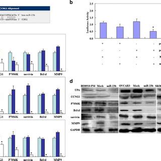 Effects Of MiR 23b Transfection On Ovarian Carcinoma Cell Genotype In