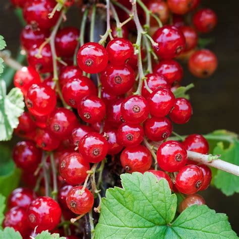 Redcurrant Junifer Ribes Fruit Plant Free UK Delivery Over 50