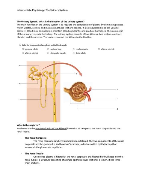 The Urinary System Pre Lab 7 The Urinary System What Is The Function