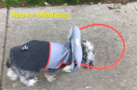 Help For Blind Dogs