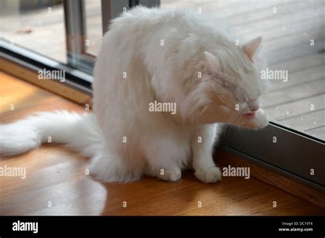 White cat grooming portrait standing by window with bright sunshine ...