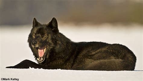 Black Wolf “Romeo”, Mendenhall Lake, Juneau, Alaska – Image 2561 | Mark Kelley