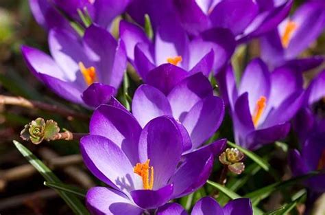 Top 10 Flowers That Attract Bees Birds And Blooms