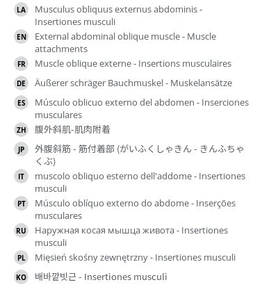 Músculo oblíquo externo do abdome Inserções musculares vet Anatomy