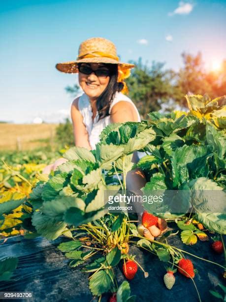 Strawberry Picking Basket Photos and Premium High Res Pictures - Getty ...