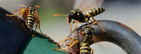 19 Types of Wasps Explained and Easy Guide on Spotting Them