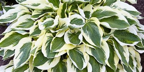 13 Sensational Variegated Hosta Varieties