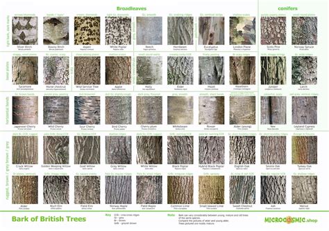 Bark Of British Trees Identification Poster Download Etsy