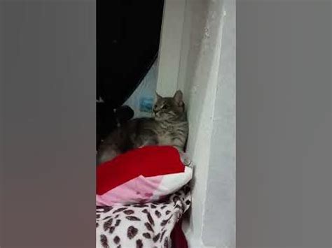 кошка шипит на пылисос - YouTube
