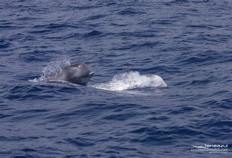 Active Rissos Dolphins And Sperm Whales Azores Whale Watching Terra