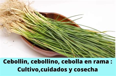 Cómo cultivar cebollín o cebollino en casa Huertos aprende a