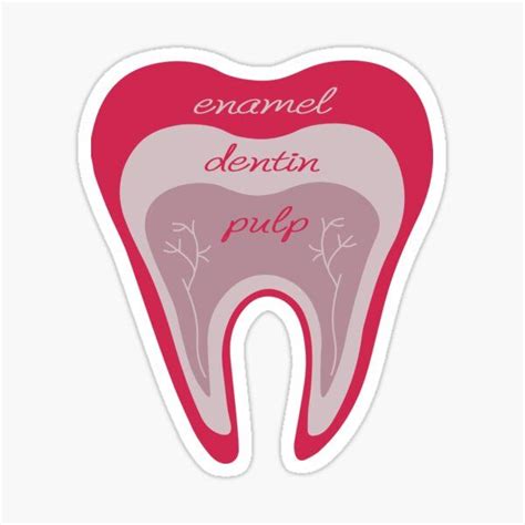 Tooth Anatomy Red Sticker For Sale By VitaStyle In 2024 Dental