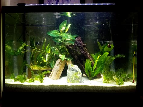 Finally Updated The 20 Gallon Betta Tank With Some New Hidey Holes And