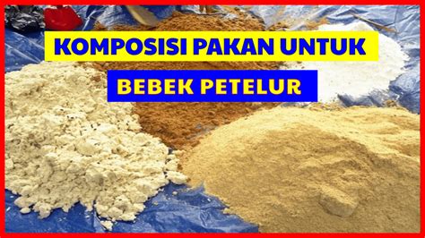 Beginilah Cara Cek Komposisi Pakan Bebek Petelur Yang Tepat