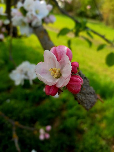 Pinke Blume Bl Te Kostenloses Foto Auf Pixabay Pixabay