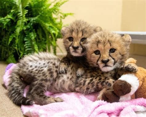 Cheetah Cubs arrive at the Zoo : News : Lincoln Children's Zoo