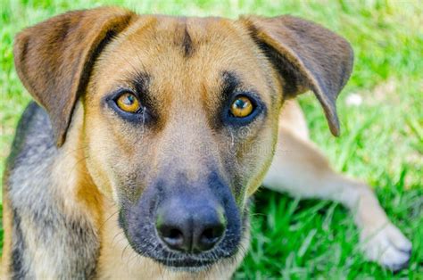 Dog Staring Stock Photo Image Of Hound Face Portrait 46089774