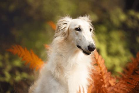 4260 Borzoi Breeds Royalty Free Images Stock Photos And Pictures