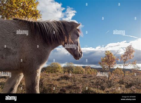 Tarpan horses, reintroduction in Spain Stock Photo - Alamy