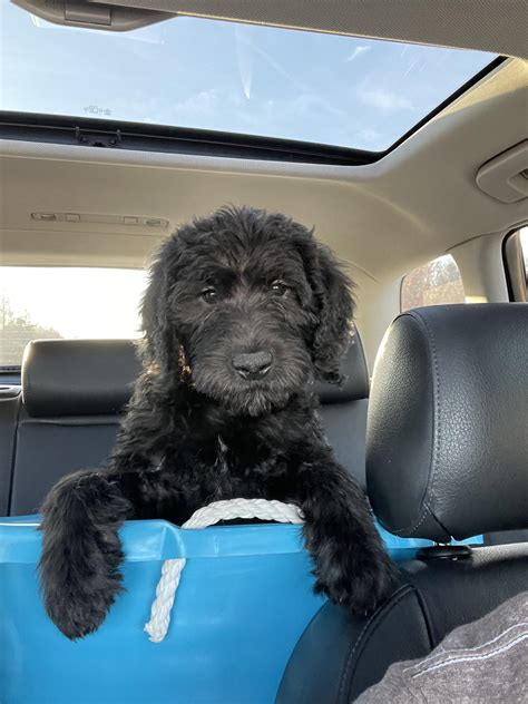 Our Nine Week Old We Got Yesterday Jelly Rlabradoodles