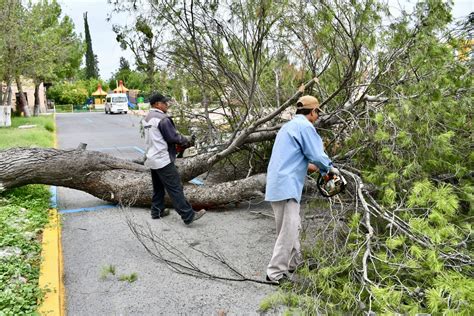 Cae árbol de gran tamaño en DIF Ramos Arizpe autoridades eliminan el