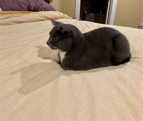 Perfect Loaf Form Rcatloaf