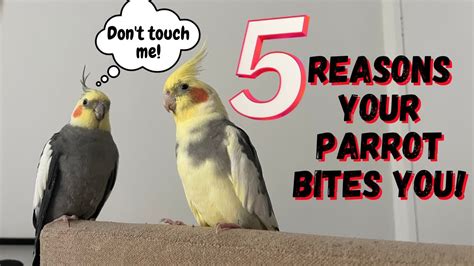 5 Reasons Your Bird Bites You TheParrotTeacher YouTube