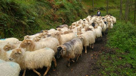sheep shepherd nature  photo  pixabay