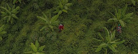 Proceso del Café Desde la planta hasta tu taza en 6 fases