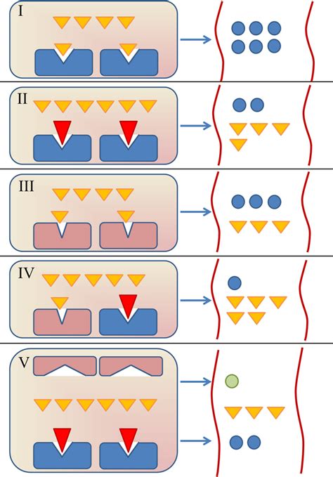 Drug Drug Drug Gene And Drug Drug Gene Interactions The Hepatic