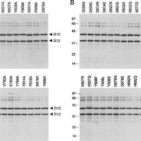 Recombinant Wild Type And Mutant D C D Heterodimers Aliquots Of The