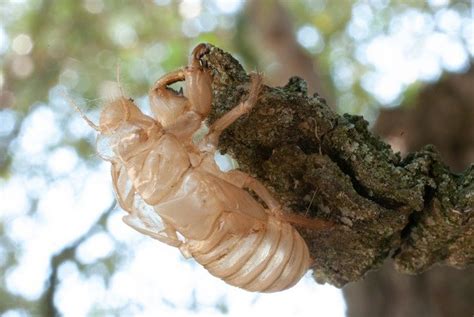 For The First Time In 221 Years A Rare Double Emergence Of Cicadas Is