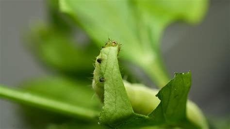 Premium Photo | Green caterpillar eating green leaves