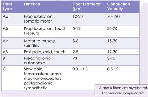 Neurophys Unit 3 3 Sensory Receptors Flashcards Quizlet