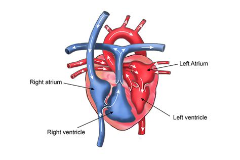 Memory aid of the heart chambers - EroFound