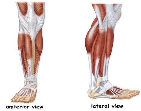 Muscles That Control the Foot and Ankle Quiz