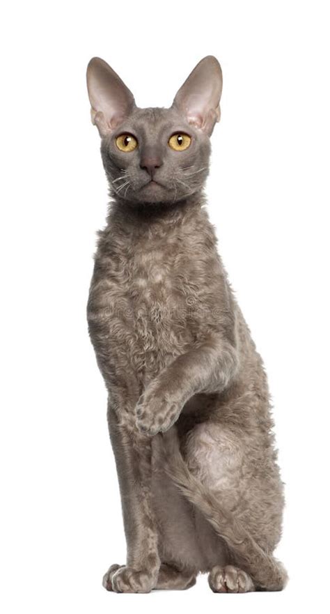 Cornish Rex Cat Sitting Next To A Cup Stock Photo Image Of Camera