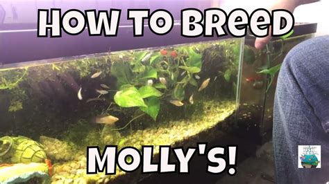 How To Breed Molly S Breeding Molly Fish For Profit Aquarium Fish Room