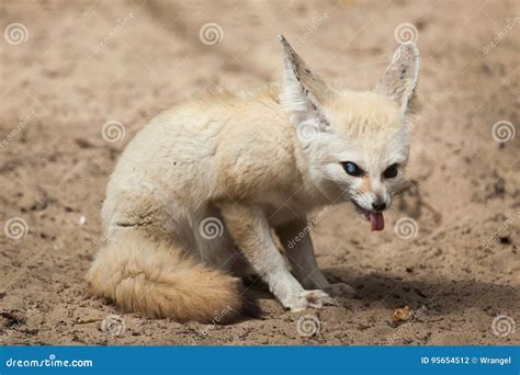 Zerda Do Vulpes Da Raposa De Fennec Foto De Stock Imagem De Naughty