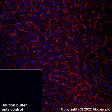 Recombinant Alexa Fluor Anti Cd Antibody Epr Ab