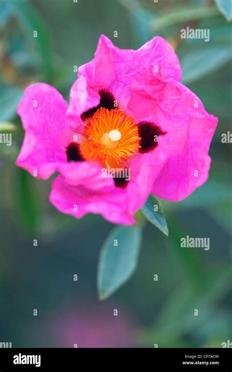 Low Growing Pink Rose Hi Res Stock Photography And Images Alamy