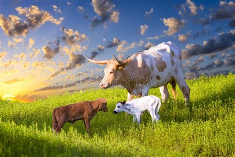 Longhorn Cow And Calves Grazing At Sunrise Stock Image Image Of Grass