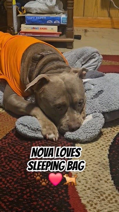 My Dog Enjoyin His Sleeping Bag 🐾 ️🐕 Bullybreed Americanbullybreed