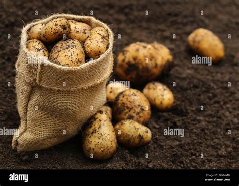 Sack Of Potatoes Hi Res Stock Photography And Images Alamy