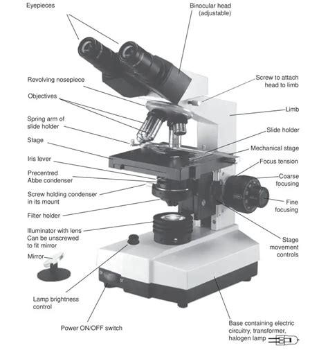 10 Parts Of A Microscope