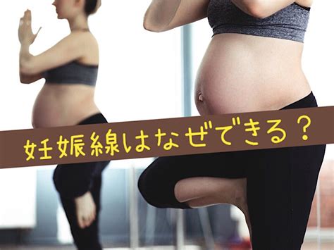 妊娠線はなぜできる？メカニズムを知ればいつから対策すべきかわかる パパっとワールド