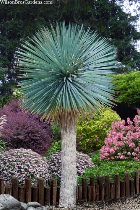 Buy Sapphire Skies Big Bend Yucca FREE SHIPPING Wilson Bros Gardens