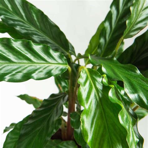 Calathea Rufibarba Humphris Nursery