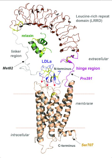 Predicted Structural Features Of Rxfp1 The Assembled Receptor Parts